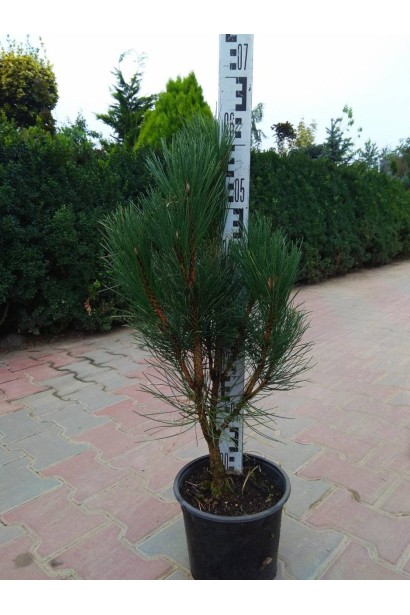 Сосна чорна / австрійська Фастiгiата - 5л/вис.70см/Ø25-30см